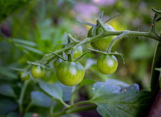 green tomatoes in the garden in summer
