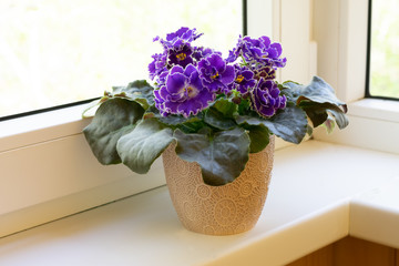 Blooming purple African violet flower on windowsill, cozy home decor