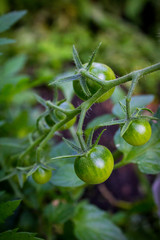 green tomatoes in the garden in summer