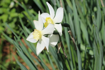Fototapeta premium blooming pheasant daffodil - narcissus poeticus flower, selective focus