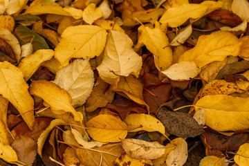 Suelo lleno de hojas de otoño