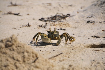 Krabbe am Strand