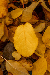 Suelo lleno de hojas de otoño
