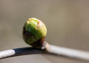 grüne Knospe Macro