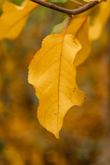 Fototapeta na wymiar Hojas de manzano en el árbol en un escenario de otoño