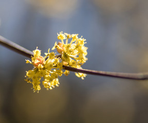 orangene Blühte