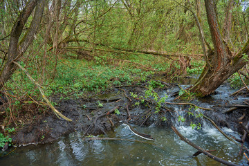 Cascading river with beautiful river thresholds in the forest.