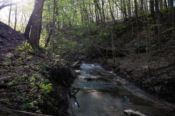 stream in forest