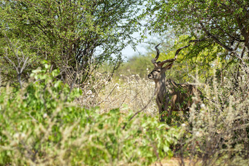 Greater Kudu - Tragelaphus strepsiceros, large striped antelope from African savannas, Etosha National Park, Namibia