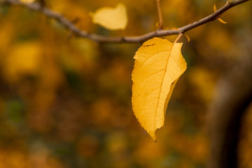 Hojas de manzano en el árbol en un escenario de otoño