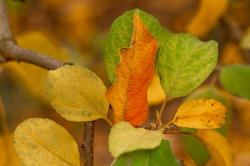 Hojas de manzano en el árbol en un escenario de otoño