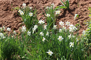 Fototapeta premium a beautiful Bush of blooming Narcissus on the background of clay soil