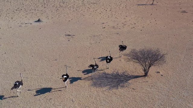 Aerial over ostriches running in a group in Namibia.