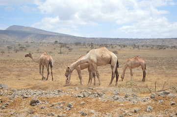 Fototapeta na wymiar Camels in Serengeti