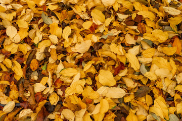 Suelo lleno de hojas de otoño