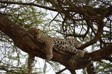 Fototapeta na wymiar Lazy sleeping Leopard