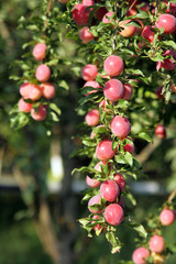  a rich harvest of plums on a tree