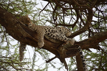 Sleeping Leopard