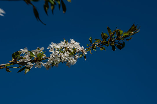 Kirschblüte vor blauem Himmel