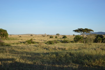 Serengeti plain