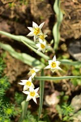 garden white flowers with white Lipetsk