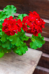 Closeup of red flowering pelargonium on the wooden fence background