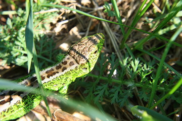  Lizard, Lacerta agilis
