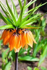 Kaiser's crown (Fritillaria imperialis) flower closeup