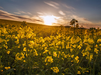 Obraz premium Agricultural field of yellow flowers, blooming canola on sunset sky