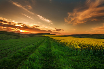 Fototapeta na wymiar Agricultural field of yellow flowers, blooming canola on sunset sky