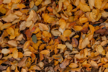 Suelo lleno de hojas de otoño