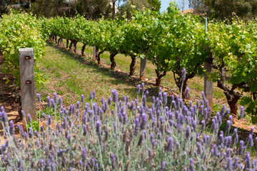 Vineyards South Australia