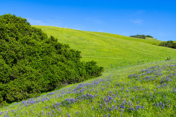 Idyllic spring scene of a blue lupine and yellow wildflowers in lush green fields and hills - Toro Park near Monterey, CA, USA