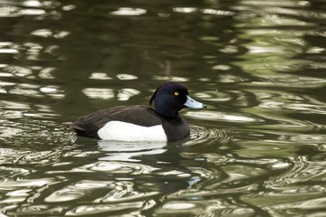 The tufted duck (Aythya fuligula) male duck swimming on the lake, clear  background, scene from wildlife, Germany, common bird in its environment