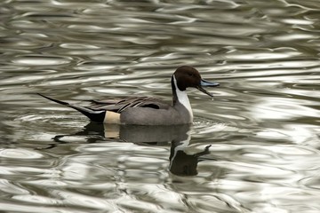 Northern Pintail (Anas acuta) male duck swimming on the lake, clear  background, scene from wildlife, Switzerland, common bird in its environment