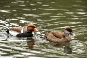 The red-crested pochard (Netta rufina) couple  swimming on the lake, clear  background, scene from wildlife, Switzerland, common bird in its environment, male and female, mating behaviour