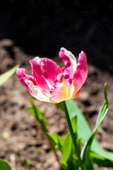 Obraz premium Pink brindled tulip closeup