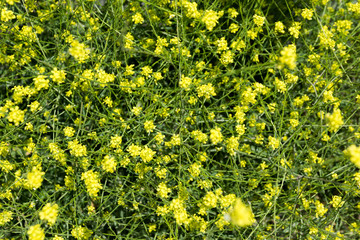 A lot of tickseed flowers growing on the park.