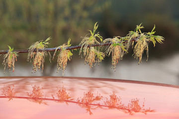 Gałązka kwitnącego klonu, kwiaty, pręciki, różowe odbicie.. © Stanisław Błachowicz