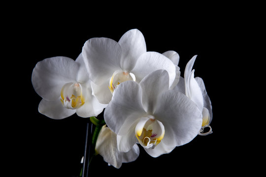 Biały Storczyk na czarnym tle