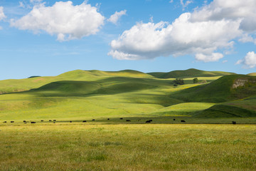A herd of cattle grazing in sun-dappled lush green grasslands and rolling hills on a ranch in California under a beautiful blue sky with puffy white clouds - obrazy, fototapety, plakaty