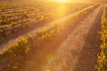 Vineyards South Australia
