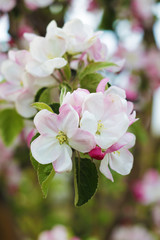 Fototapeta na wymiar apple blossom tree background