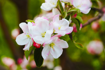 apple blossom tree background