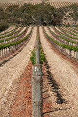Vineyards South Australia