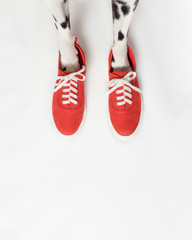 Dalmatian dog paws in red sneakers isolated white background. Top view, copy space