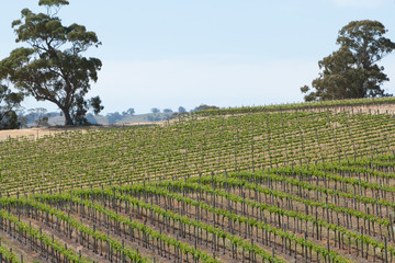 Vineyards South Australia