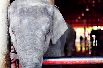 A beautiful big elephant with sad eyes South of the zoo.