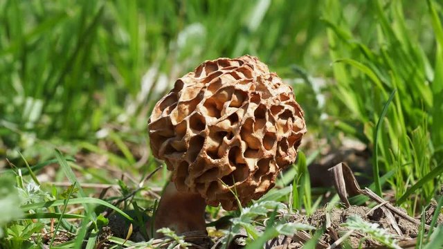 Morel Fungi Mushroom