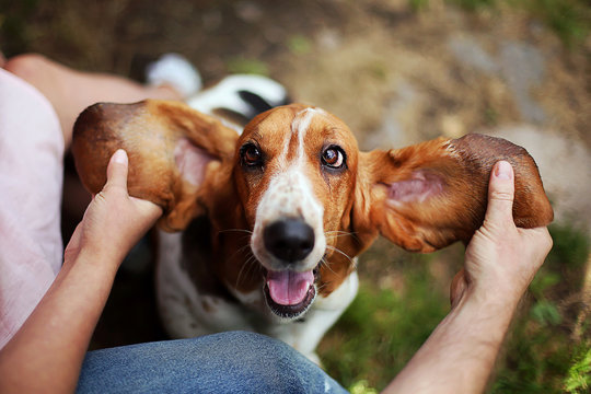 Basset hound plays with the owner. Man and woman train and playing with joyful  funny dog with ears up. 
